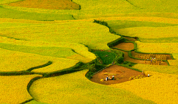 Recolte dans les rizieres a Sapa